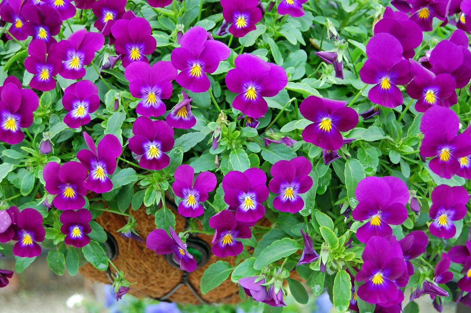 My Painted Garden: Celebrating Spring with Pansies Here .There.Everywhere