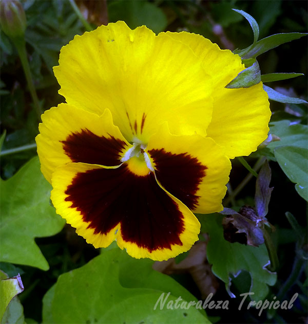 Variedad amarilla de la flor del Pensamiento, Viola × wittrockiana