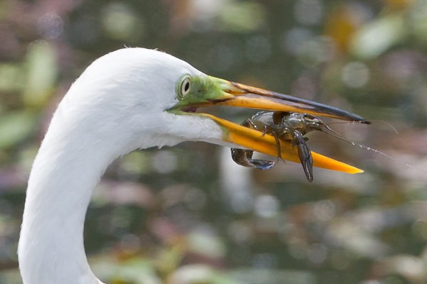 What Do Great Egrets Eat 