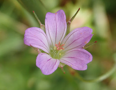 Flor rosa del pie de paloma (Geranium columboinum)