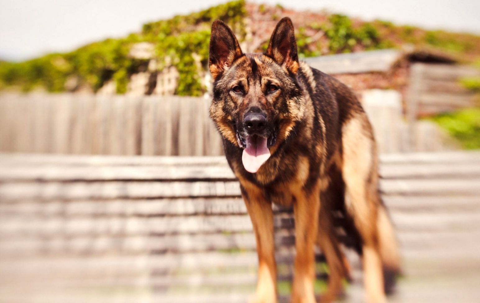 Dog Look Blur Photo Hd Wallpaper Densus Wallpapers