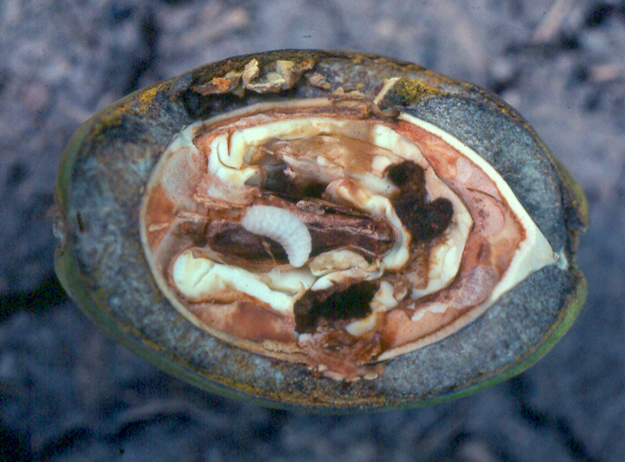 Northern Pecans Rainfall and pecan weevil emergence