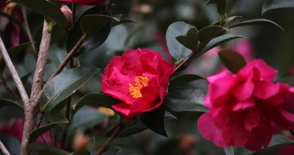 おこせよ 春 の て な 花 る 東風 ひ 匂 あるじ 忘 意味 と なし 梅 ば を 吹か 花言葉【梅】誕生花やスピリチュアルな話と開運について