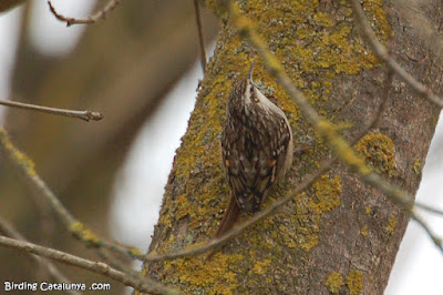 Agateador común (Certhia brachydactyla)