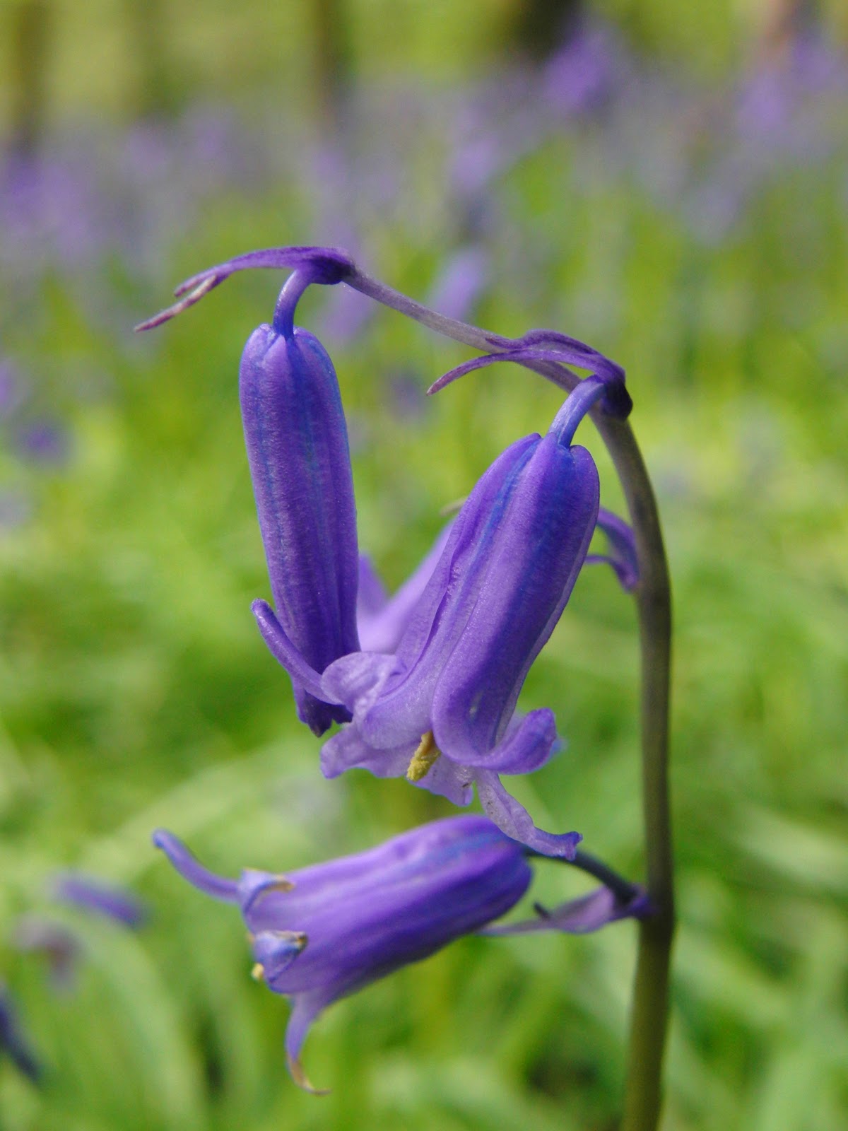 A Rural Life The English Bluebell