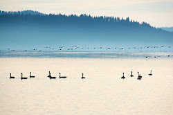 birds together flock feather idaho writing north