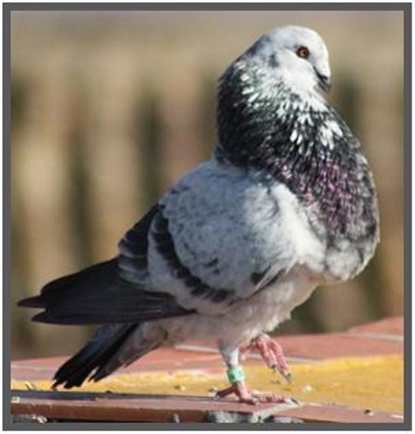 Mallorca Giant Pigeon BD PIGEONS