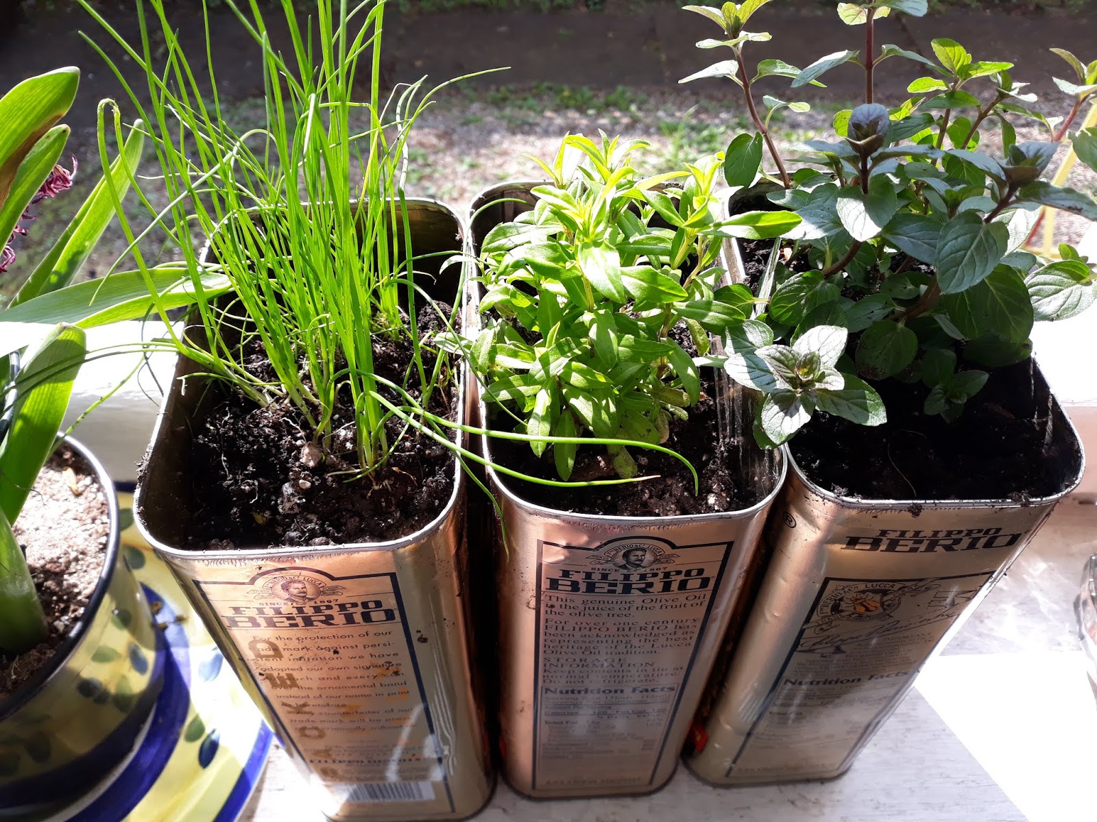 Writing Straight from the Heart Olive Oil Can "Planters"