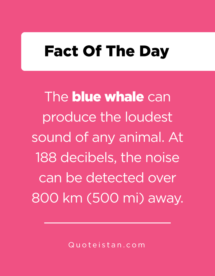 The blue whale can produce the loudest sound of any animal. At 188 decibels, the noise can be detected over 800 km (500 mi) away.