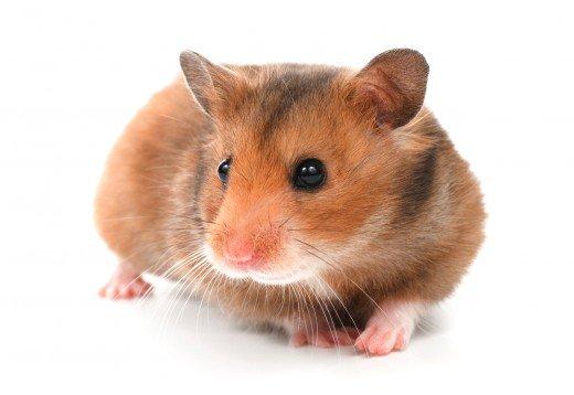 Đặt tên cho chuột Hamster như thế nào cho hay