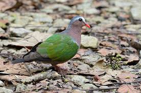 Wild Desa Putra Burung Punai Tanah