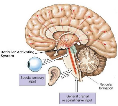 Anatomi Otak Manusia.pdf