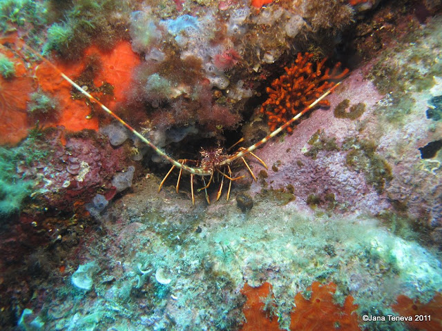 Sardinian crustacean underwater