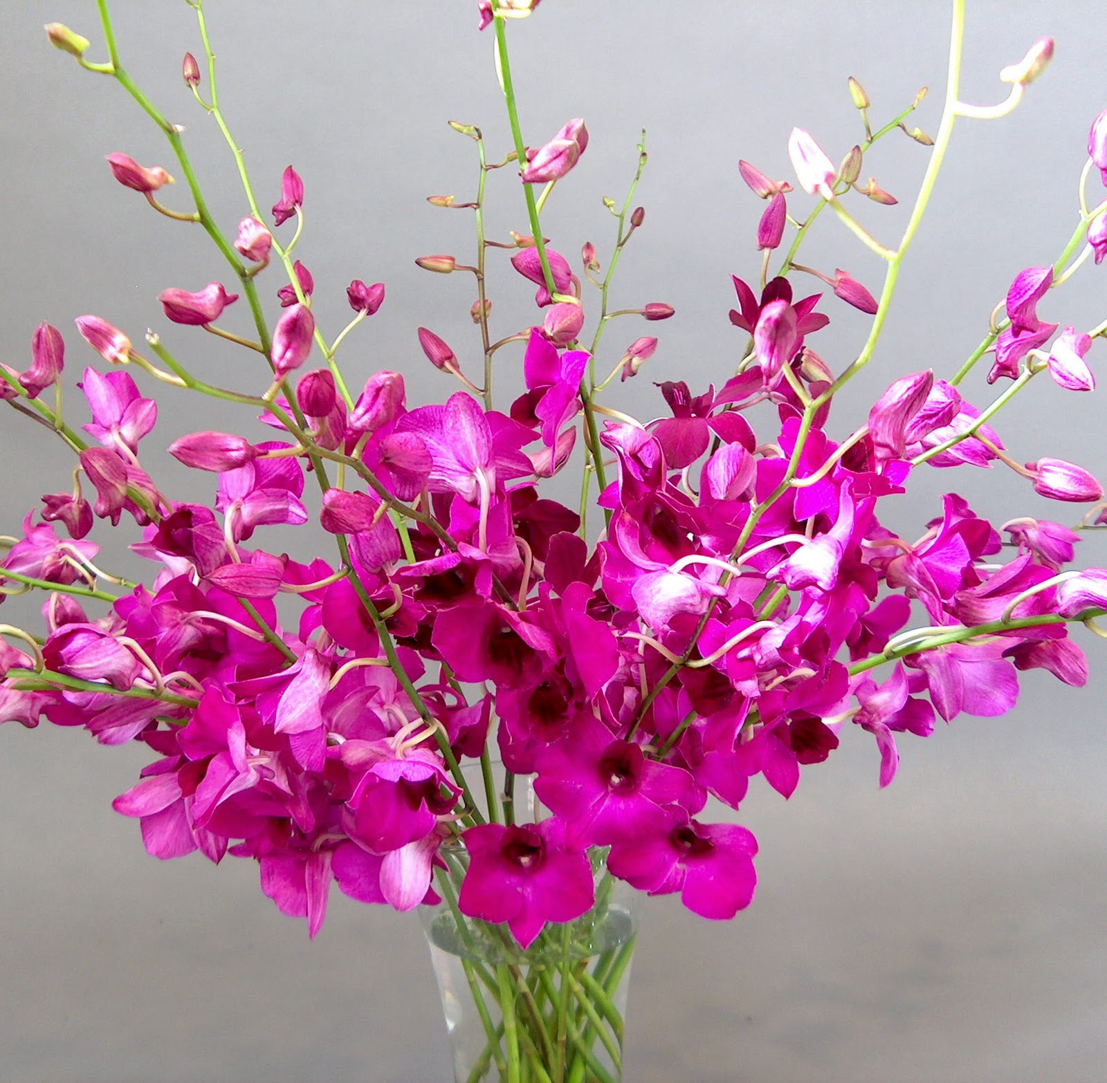 Orchidaceous! Orchid Blog Orchid Flowers A Close Up