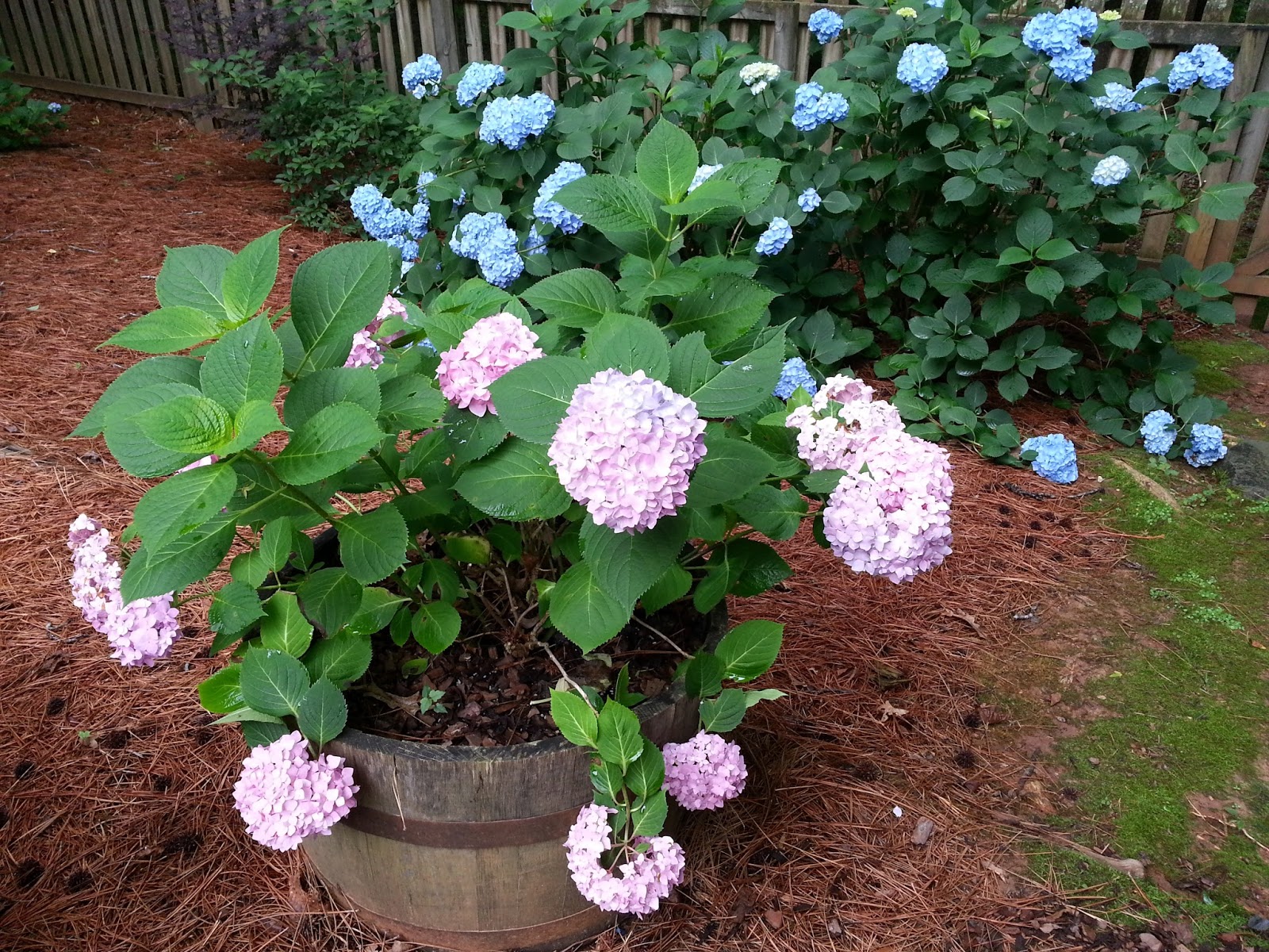 Lindaraxa Hydrangeas The Stars Of Summer