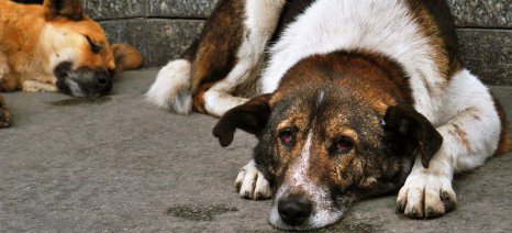 Επανέρχεται το νομοσχέδιο για τα ζώα συντροφιάς από το ΥΠΑΑΤ