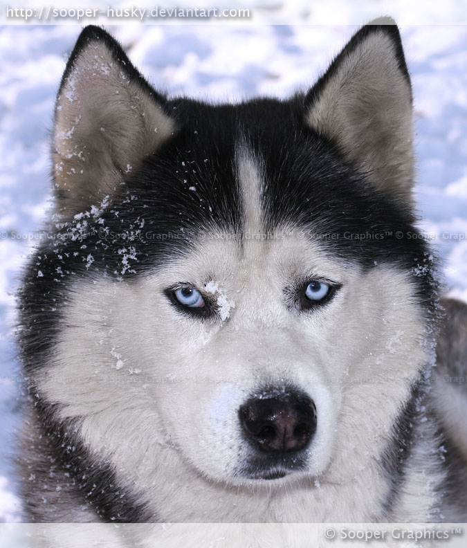 köpek resimleri,köpek cinsleri Sibirya Kurdu (Husky)