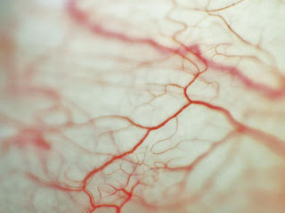 vasos sanguíneos do olho
