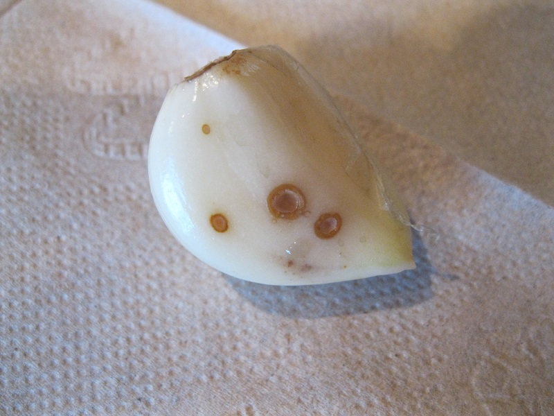 Plants and Stones 270 Garlic Cloves Planted