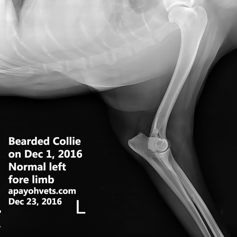 bearded-dragon-throat-pouch-swollen-5.jpg