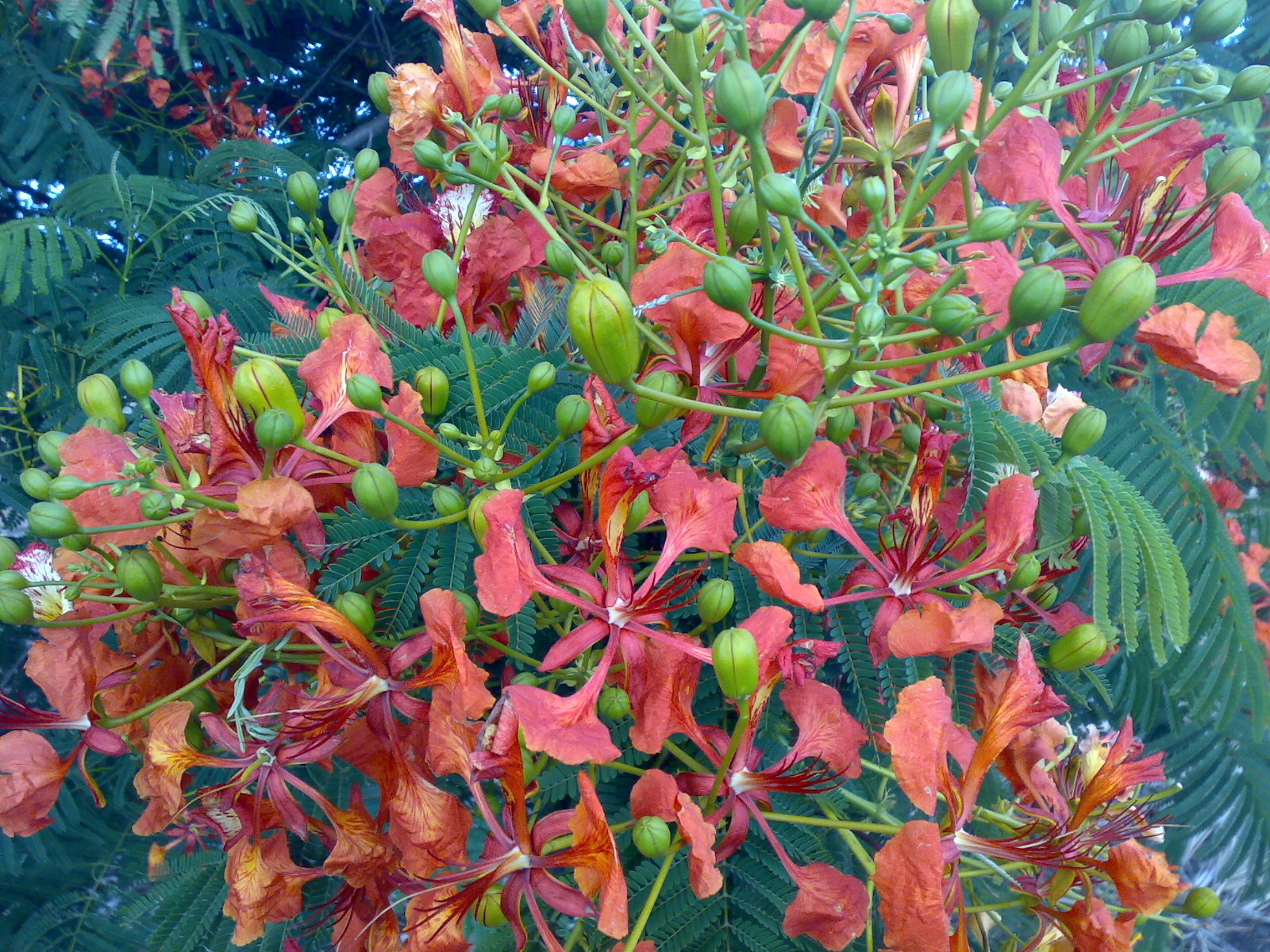 MAURITIUS ISLAND ILE MAURICE FLAMBOYANT FLOWERS & TREES