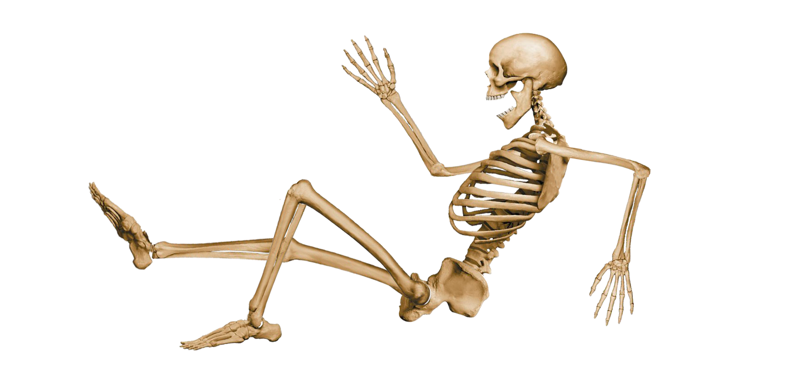 Облегченный скелет. Скелет на белом фоне. Скелет на прозрачном фоне. Скелет клипарт. Скелет для фотошопа.