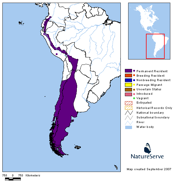 Cachudito Pico Negro-Tufted Tit-Tyrant Anairetes parulus (Kittlitz, 1830)