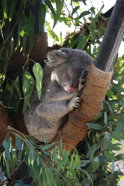 Cute Sleeping Koala Cute Sleeping Koala