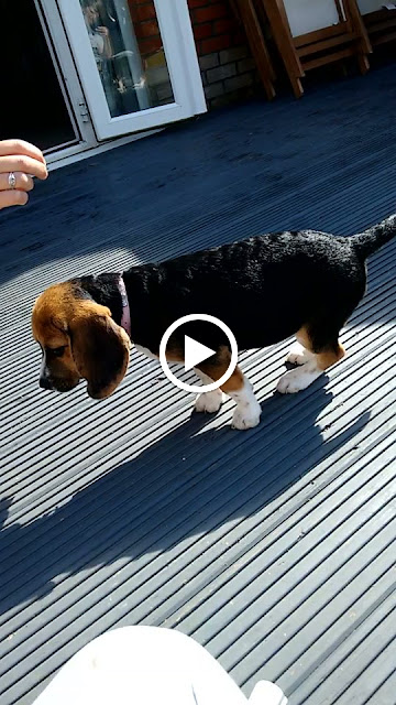 Meet Poppy Beagle Puppy