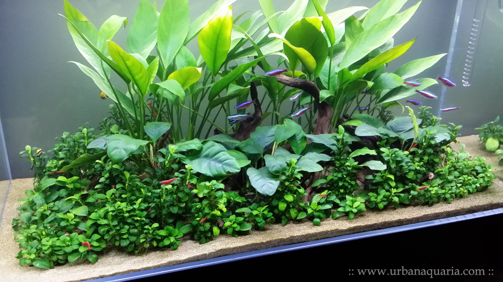 Urban Aquaria: 64 Litre "Hidden Paths" Tank - Week 60 Update