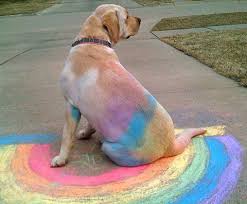 perro arcoiris sentado
