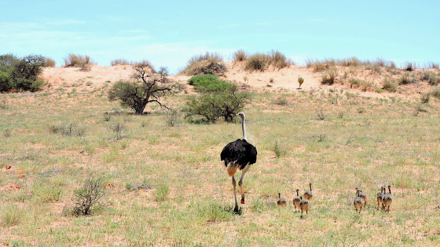 Ostrich  in the Kgalagadi Transfrontier Park