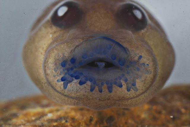 Головастик лягушки Frankixalus jerdonii, принадлежащий недавно обнаруженному роду лягушек