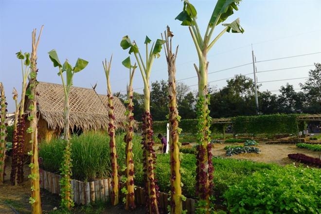 วิธีปลูกผักในต้นกล้วย - เกษตร นานา วิธีปลูกผักในต้นกล้วย - เกษตร นานา