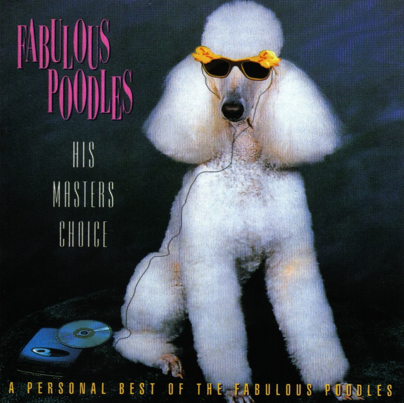 белый пудель. пудель слушать. пудель слушать. белый королевский пудель. пудель порода собак.