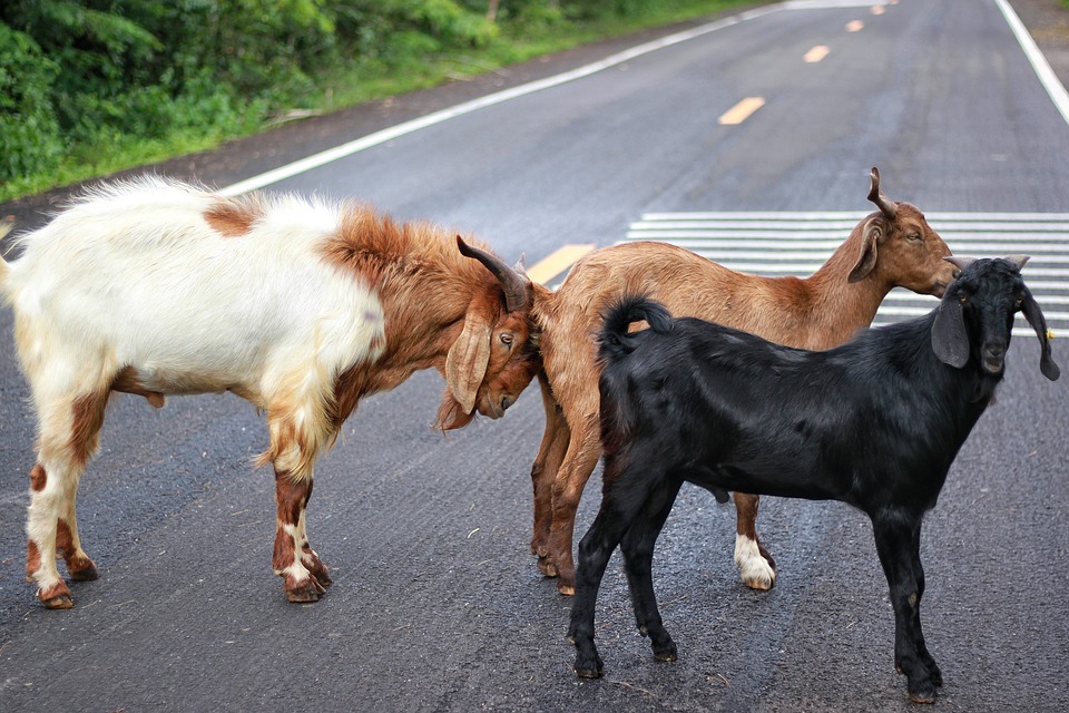 Goat Farming Goat Diseases Information Guide goat-farming-goat-diseases-information-guide
