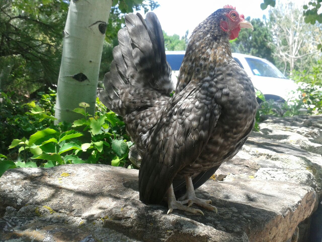 Colorado Foothills Serama Chicks and Eggs » Hens and Pullets