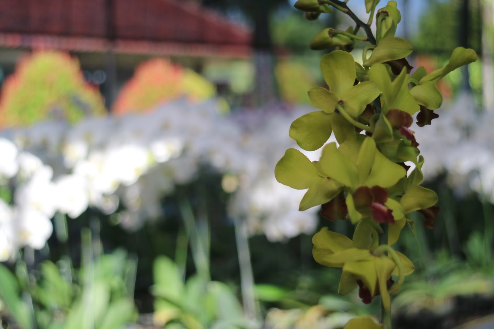 my writing, my journey: Sejenak di Taman Anggrek Indonesia Permai (TAIP)