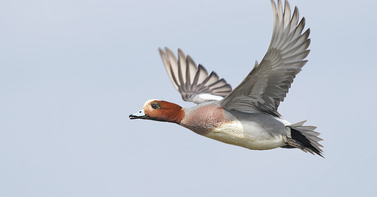 Dorset Birds: Sightings - Monday 3rd April 2017