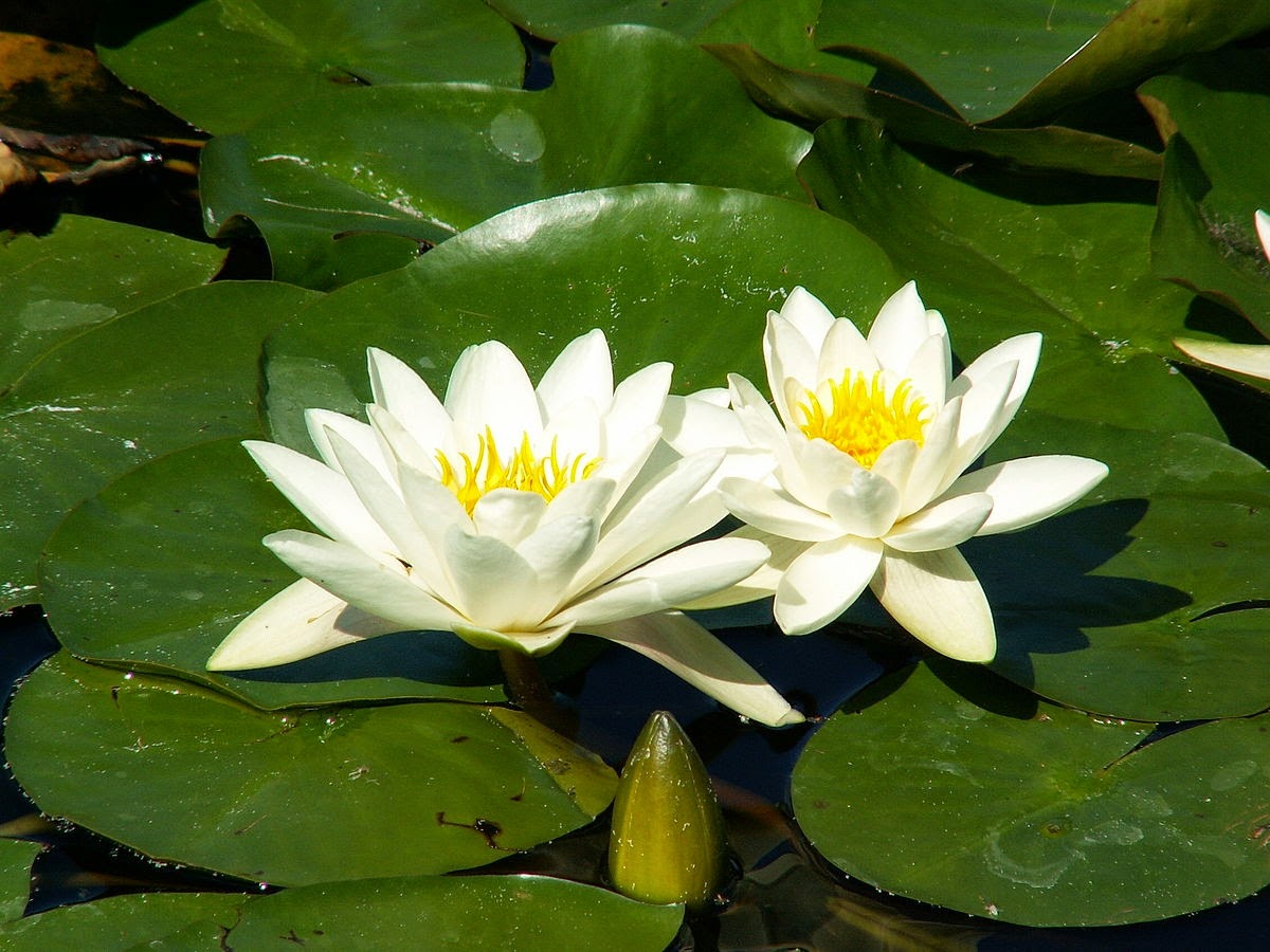 Ancient Food and Farming Can waterlilies provide a useful food?