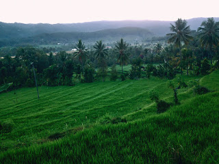 Morning In The Rice Field Of The Village At Gunungsari Village, Buleleng, Bali, Indonesia