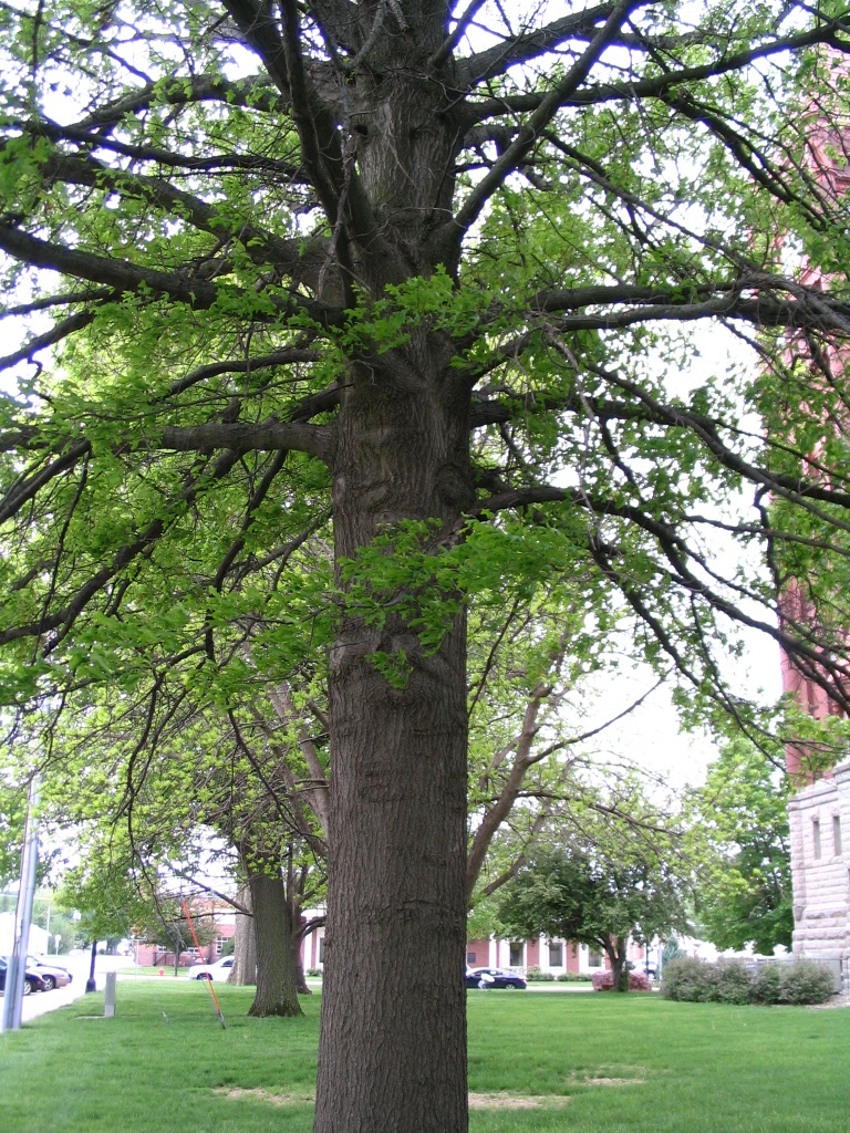 Trees of Red Oak, Iowa Pin Oak