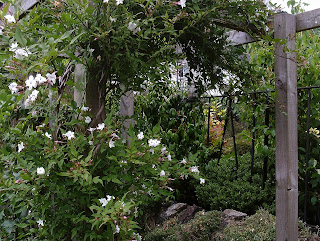 Garden Update July Green Fingered Blog Jasmine