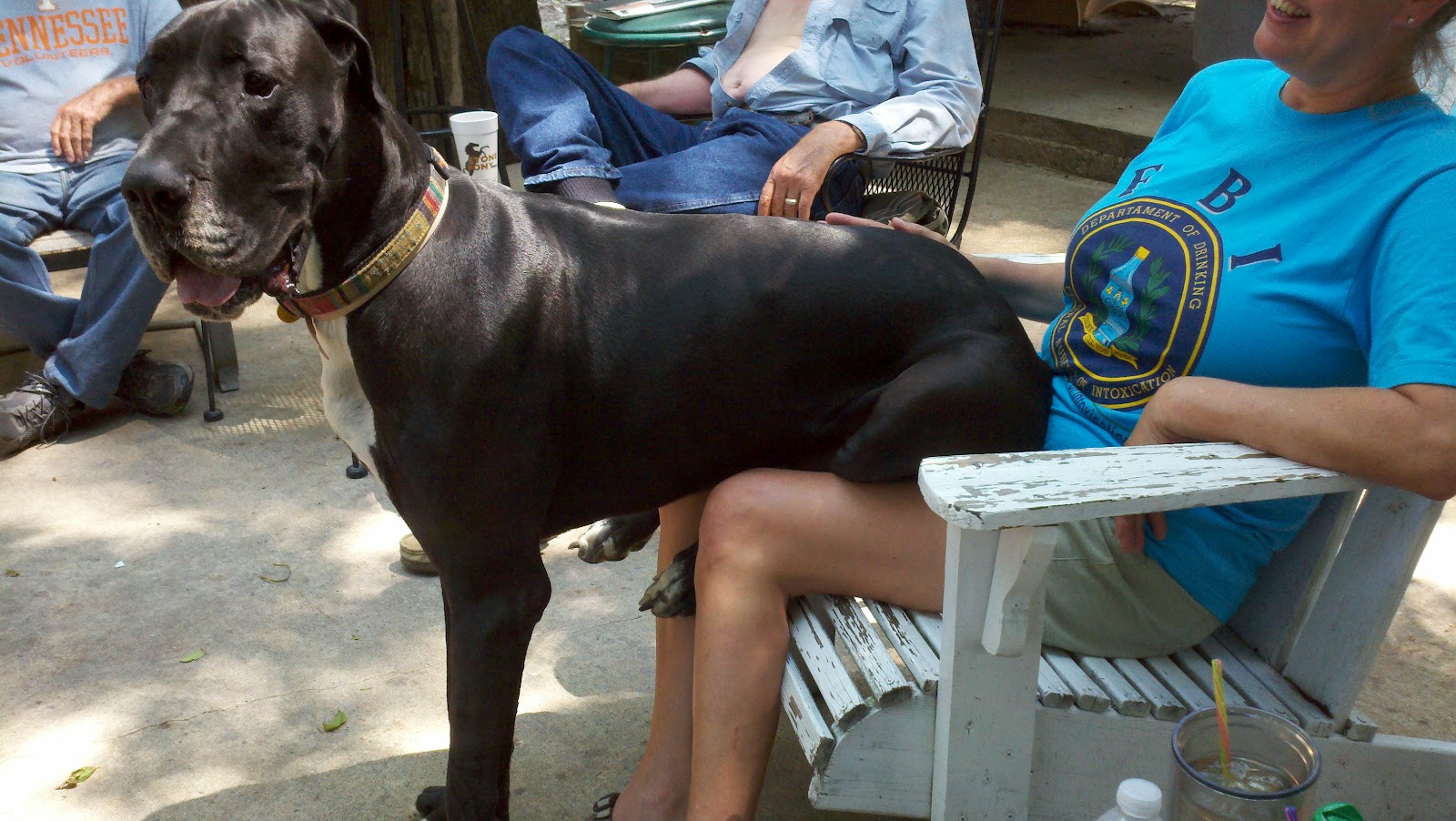 Peace Thru Parsley How their Great Dane sits in their lap.