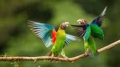 parrot images