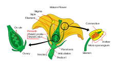 Flower parts