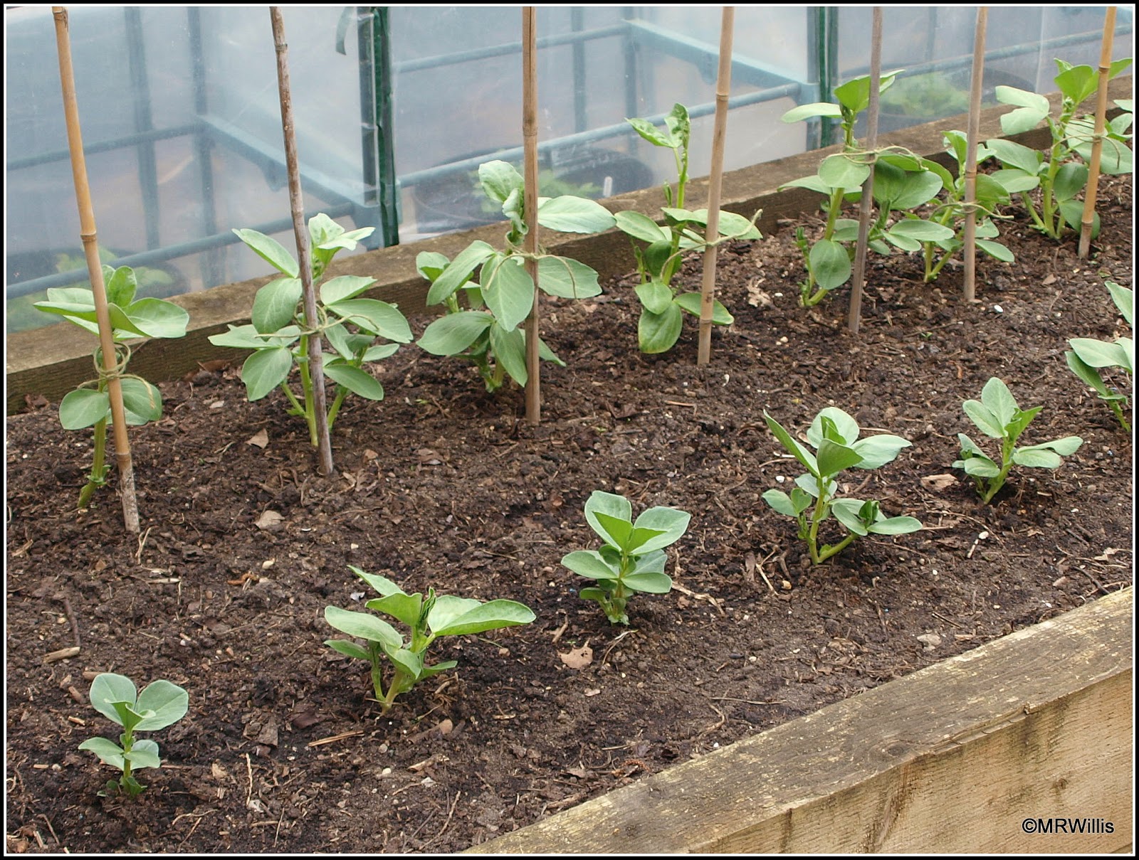 Mark's Veg Plot Staking the Broad Beans