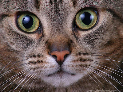Cat computer wallpaper