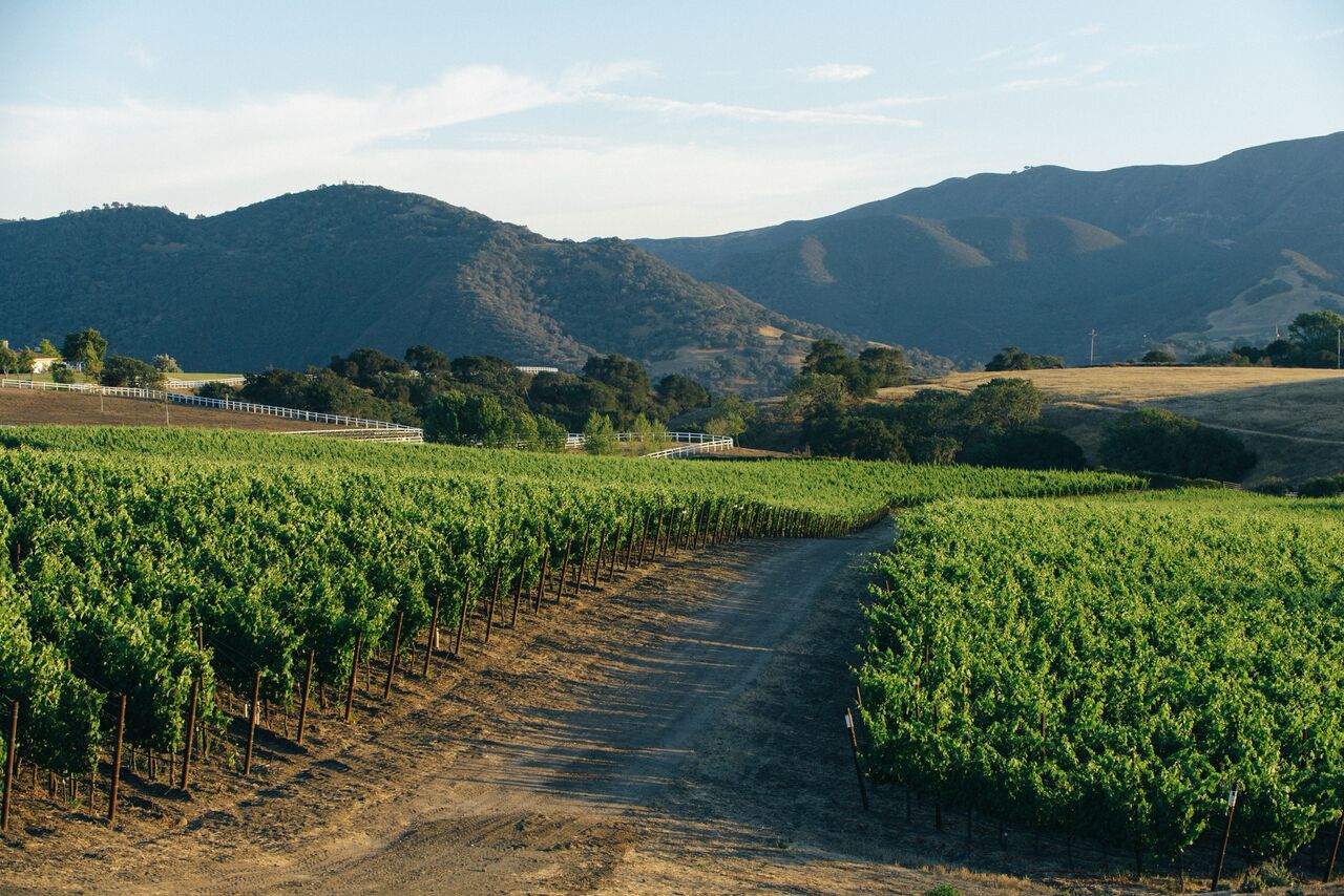 start a vineyard