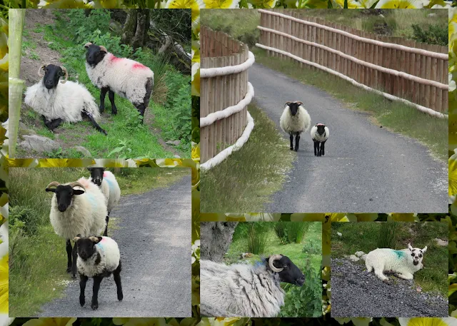 Cycling the Great Western Greenway - County Mayo, Ireland - Sheep